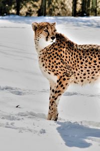 Preview wallpaper cheetah, animal, predator, big cat, snow, wildlife