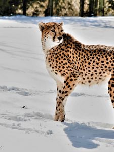 Preview wallpaper cheetah, animal, predator, big cat, snow, wildlife