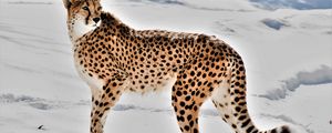 Preview wallpaper cheetah, animal, predator, big cat, snow, wildlife