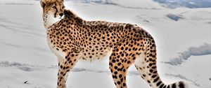 Preview wallpaper cheetah, animal, predator, big cat, snow, wildlife