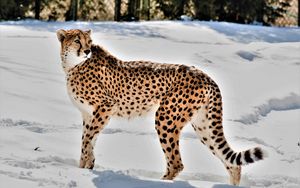 Preview wallpaper cheetah, animal, predator, big cat, snow, wildlife