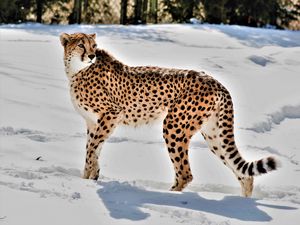 Preview wallpaper cheetah, animal, predator, big cat, snow, wildlife