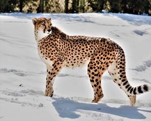 Preview wallpaper cheetah, animal, predator, big cat, snow, wildlife