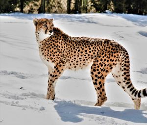 Preview wallpaper cheetah, animal, predator, big cat, snow, wildlife