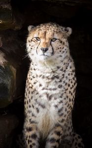 Preview wallpaper cheetah, animal, predator, big cat, wildlife