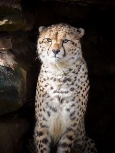 Preview wallpaper cheetah, animal, predator, big cat, wildlife