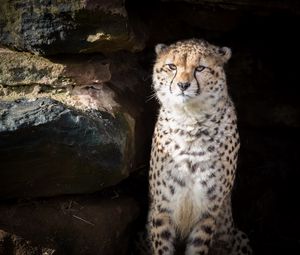 Preview wallpaper cheetah, animal, predator, big cat, wildlife