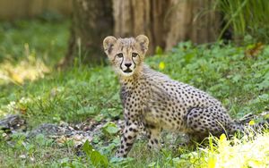 Preview wallpaper cheetah, cub, animal, predator, big cat, wildlife