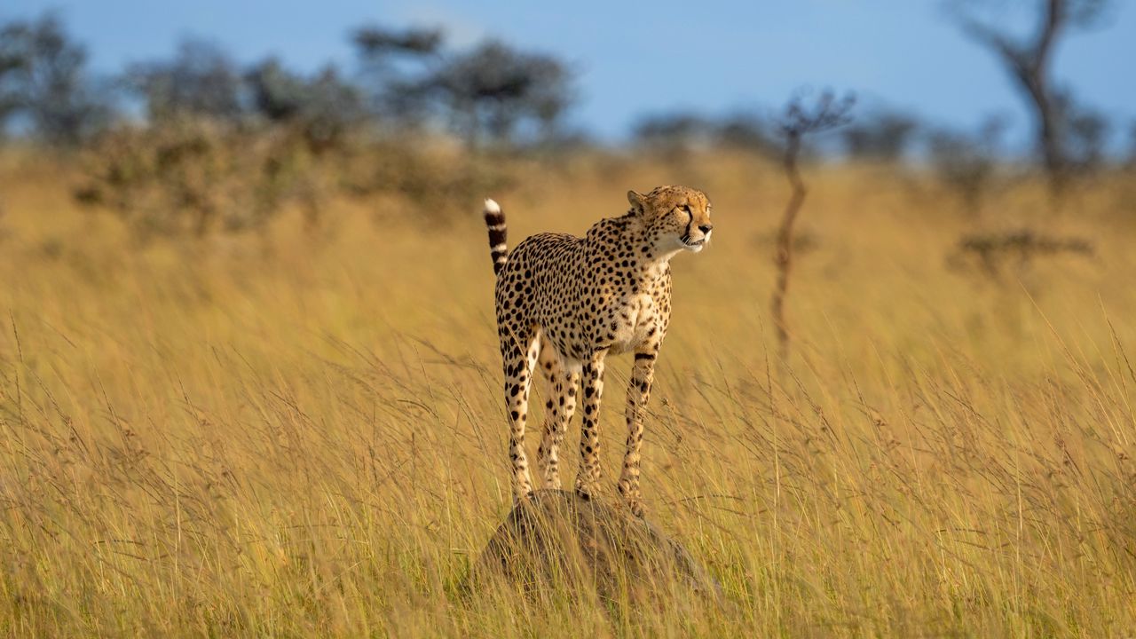 Wallpaper cheetah, animal, predator, savannah, wildlife