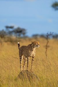 Preview wallpaper cheetah, animal, predator, savannah, wildlife