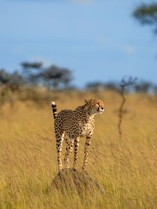 Preview wallpaper cheetah, animal, predator, savannah, wildlife