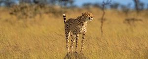 Preview wallpaper cheetah, animal, predator, savannah, wildlife