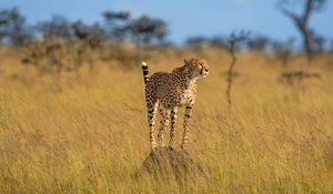 Preview wallpaper cheetah, animal, predator, savannah, wildlife