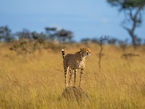 Preview wallpaper cheetah, animal, predator, savannah, wildlife