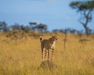 Preview wallpaper cheetah, animal, predator, savannah, wildlife