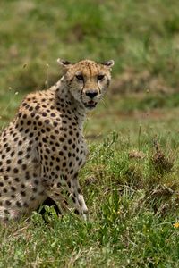 Preview wallpaper cheetah, animal, predator, wildlife