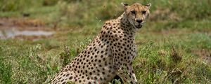 Preview wallpaper cheetah, animal, predator, wildlife