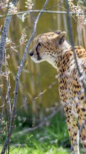 Preview wallpaper cheetah, animal, predator, branch, wildlife