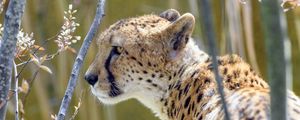 Preview wallpaper cheetah, animal, predator, branch, wildlife