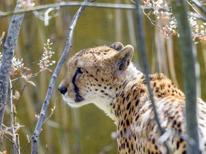 Preview wallpaper cheetah, animal, predator, branch, wildlife