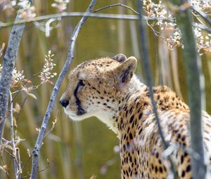 Preview wallpaper cheetah, animal, predator, branch, wildlife