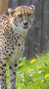 Preview wallpaper cheetah, animal, predator, protruding tongue, big cat