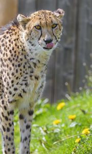 Preview wallpaper cheetah, animal, predator, protruding tongue, big cat