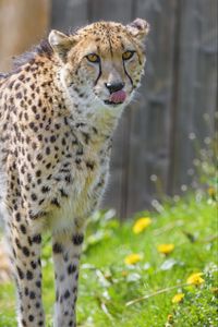 Preview wallpaper cheetah, animal, predator, protruding tongue, big cat