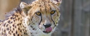 Preview wallpaper cheetah, animal, predator, protruding tongue, big cat