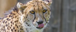 Preview wallpaper cheetah, animal, predator, protruding tongue, big cat