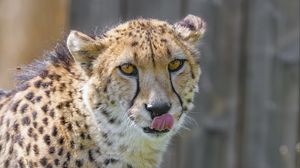 Preview wallpaper cheetah, animal, predator, protruding tongue, big cat