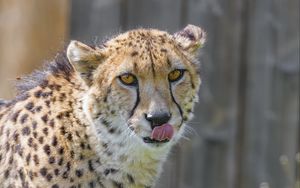 Preview wallpaper cheetah, animal, predator, protruding tongue, big cat