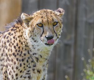 Preview wallpaper cheetah, animal, predator, protruding tongue, big cat