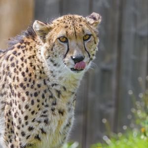 Preview wallpaper cheetah, animal, predator, protruding tongue, big cat