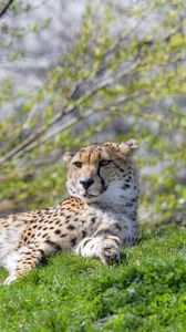 Preview wallpaper cheetah, animal, predator, protruding tongue, relax