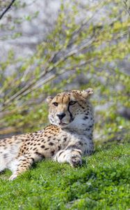 Preview wallpaper cheetah, animal, predator, protruding tongue, relax