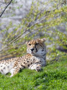 Preview wallpaper cheetah, animal, predator, protruding tongue, relax
