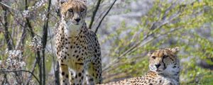 Preview wallpaper cheetah, animal, predator, protruding tongue, relax