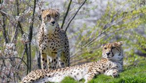 Preview wallpaper cheetah, animal, predator, protruding tongue, relax