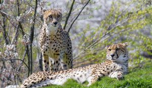 Preview wallpaper cheetah, animal, predator, protruding tongue, relax