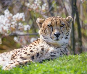 Preview wallpaper cheetah, animal, predator, glance, big cat