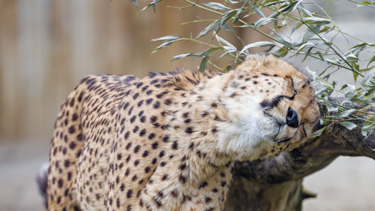 Wallpaper cheetah, animal, predator, big cat