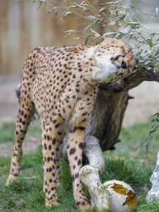Preview wallpaper cheetah, animal, predator, big cat