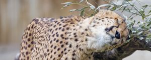 Preview wallpaper cheetah, animal, predator, big cat