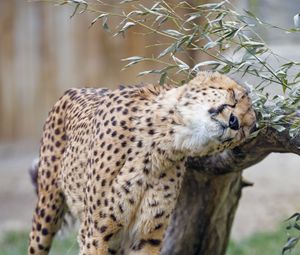 Preview wallpaper cheetah, animal, predator, big cat