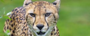 Preview wallpaper cheetah, animal, predator, big cat, glance