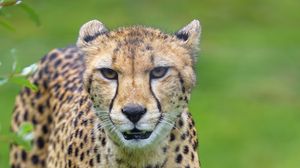 Preview wallpaper cheetah, animal, predator, big cat, glance