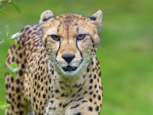 Preview wallpaper cheetah, animal, predator, big cat, glance