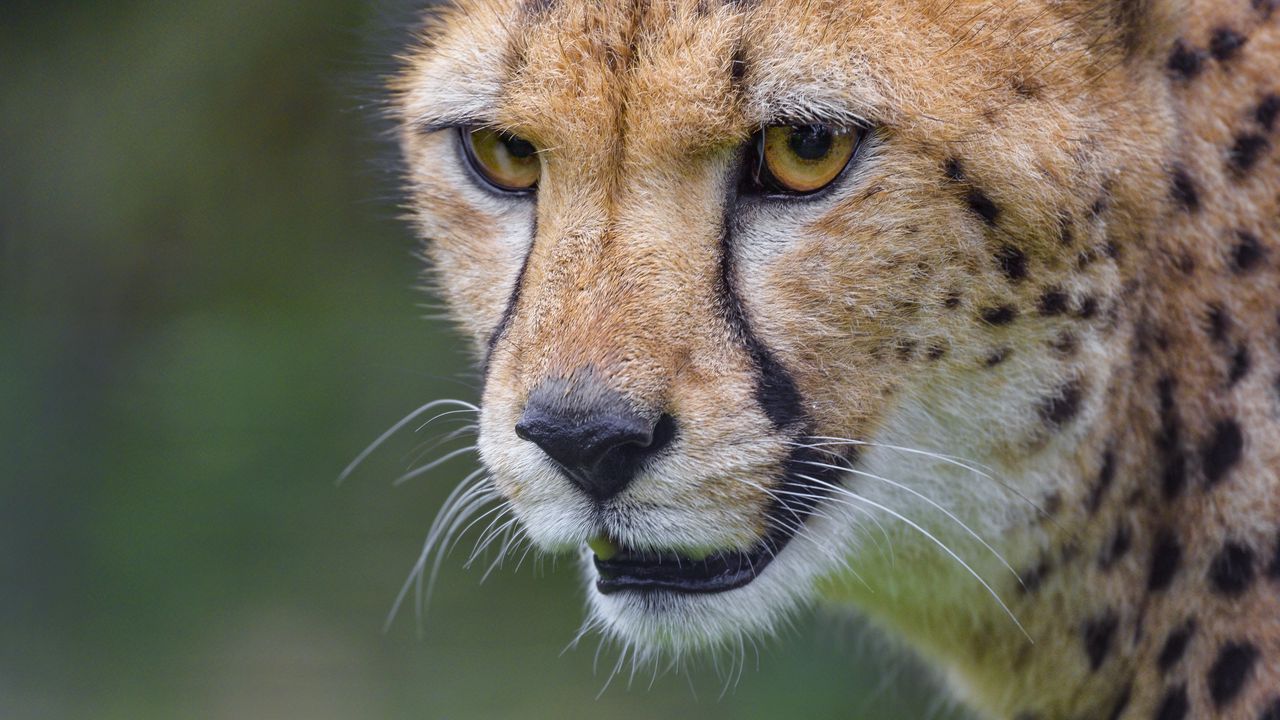 Wallpaper cheetah, animal, predator, glance