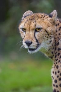 Preview wallpaper cheetah, animal, predator, glance